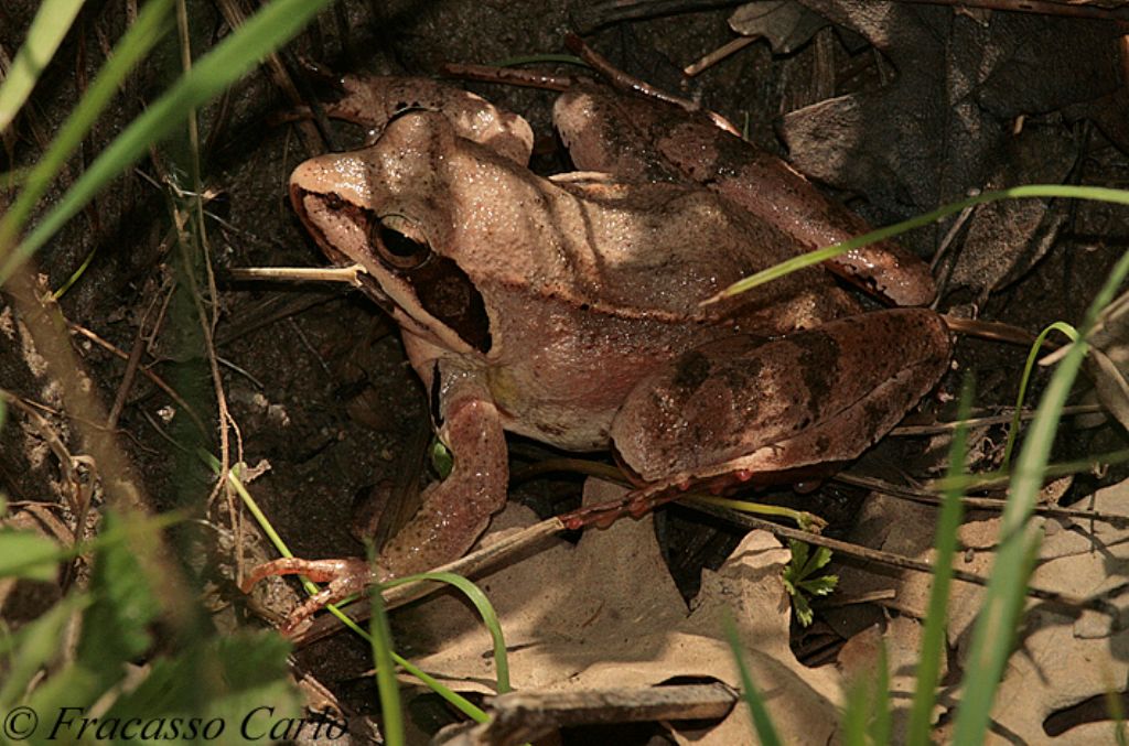 Rana italica? Rana dalmatina